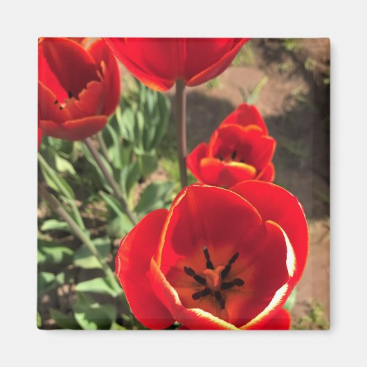 Inside Red Tulips Magnet (Vorne)