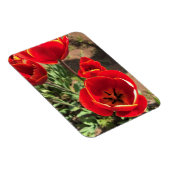 Inside Red Tulips Magnet (Rechte Seite)