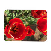 Inside Red Tulips Magnet (Horizontal)