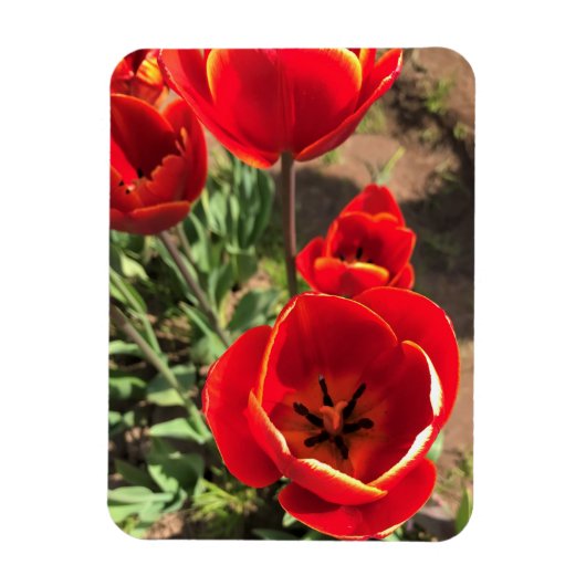 Inside Red Tulips Magnet (Vertikal)