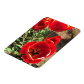 Inside Red Tulips Magnet (Linke Seite)