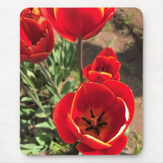 Inside Red Tulips Mousepad (Vorne)