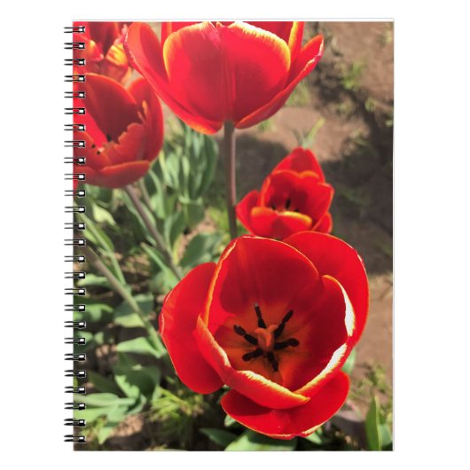 Inside Red Tulips Notizblock (Vorderseite)