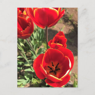 Inside Red Tulips Postkarte