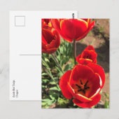 Inside Red Tulips Postkarte (Vorne/Hinten)