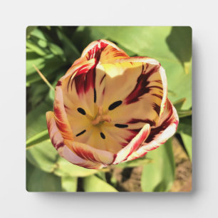 Inside Red & White Tulip Fotoplatte