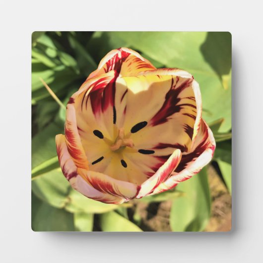 Inside Red & White Tulip Fotoplatte (Vorderseite)
