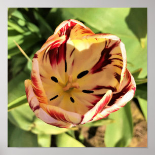 Inside Red & White Tulip Poster