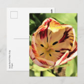 Inside Red & White Tulip Postkarte (Vorne/Hinten)