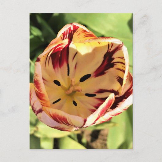 Inside Red & White Tulip Postkarte (Vorderseite)