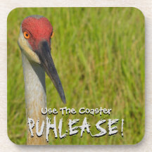 Insistente Sand Hill Crane