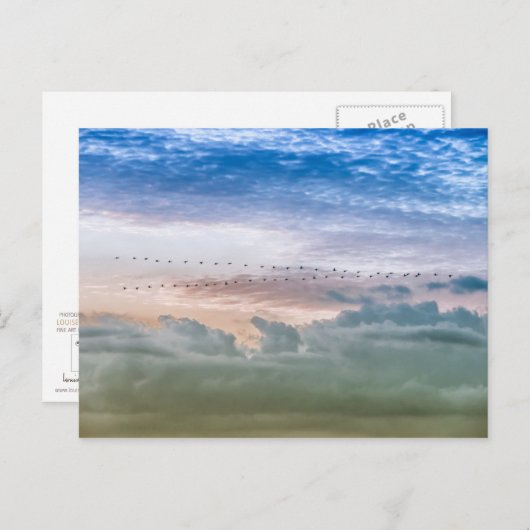 Inspiration für das Team für Vogel-Migration nach Postkarte (Vorne/Hinten)