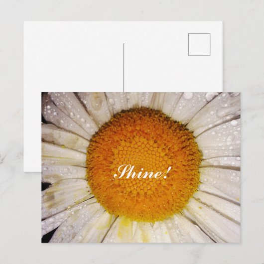 Inspirational Daisy with Dew Drops - Shine! Postkarte (Vorne/Hinten)
