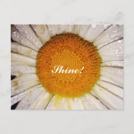 Inspirational Daisy with Dew Drops - Shine! Postkarte