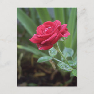 Inspirationspostkarte Postkarte