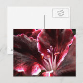 Inspirierte Geranium Postkarte (Vorne/Hinten)
