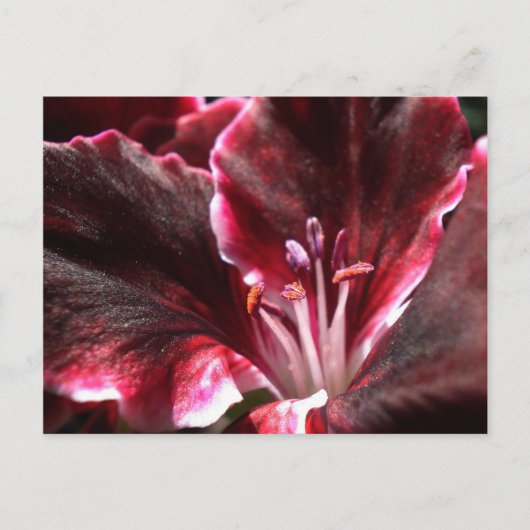 Inspirierte Geranium Postkarte (Vorderseite)