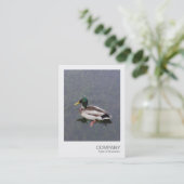 Instant Foto 012 - Mallard Duck Visitenkarte (Stehend Vorderseite)