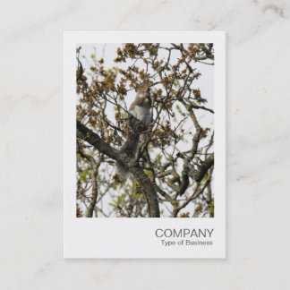Instant Foto 01 - Eichhörnchen in einem Baum Visitenkarte
