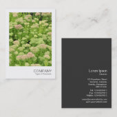 Instant Foto 058 - Sedum (Herbstfreude) Visitenkarte (Vorne/Hinten)