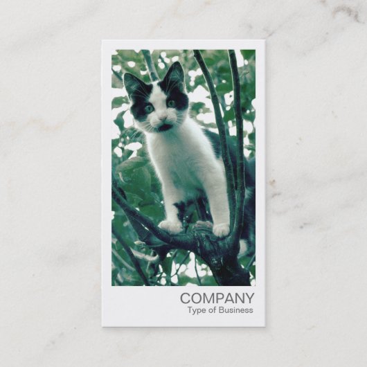 Instant Foto - Kitten in einem Apfelbaum Visitenkarte (Vorderseite)