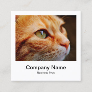 Instant Foto Style - Unternehmen - Ingwerkatze Quadratische Visitenkarte