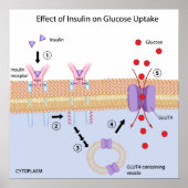 Insulin und Glucose Aufnahmeplakat Poster (Vorne)