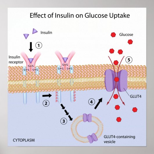 Insulin und Glucose Aufnahmeplakat Poster (Vorne)