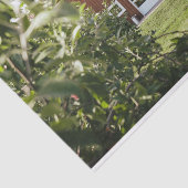 Intelligent aussehender roter Stall in einem Baumf Seidenpapier (Ausschnitt)