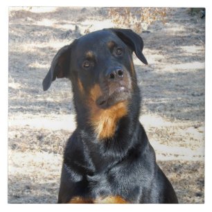 Intelligent Rottweiler Keramik Tile Fliese