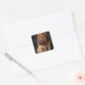 Intelligent Shar Pei Dog mit Buchdesign Quadratischer Aufkleber (Umschlag)