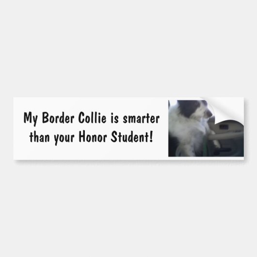 Intelligente Border-Collie Autoaufkleber (Vorne)