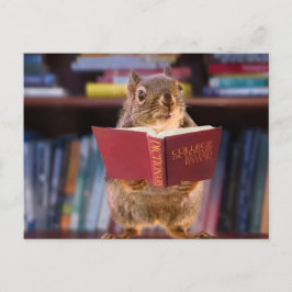 Intelligentes Eichhörnchen beim Lesen eines Wörter Postkarte