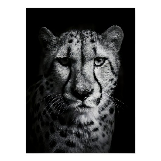 Intense Black and White Cheetah Portrait Poster (Vorderseite)