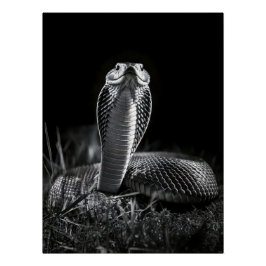 Intense Black & White King Cobra Fine Art Print | Poster