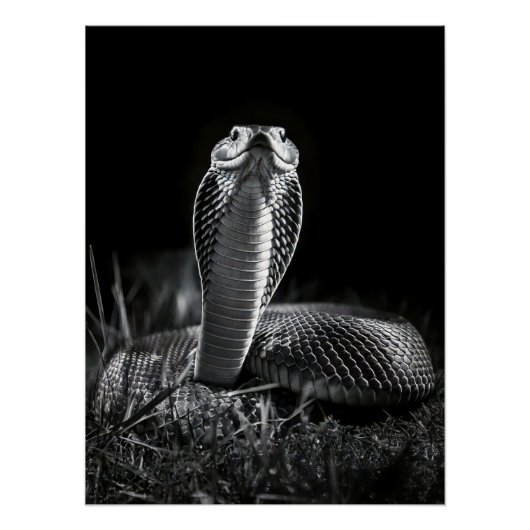 Intense Black & White King Cobra Fine Art Print | Poster (Vorderseite)