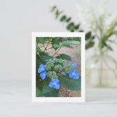 Intense Blue Lacecap Hydrangea Postkarte (Stehend Vorderseite)