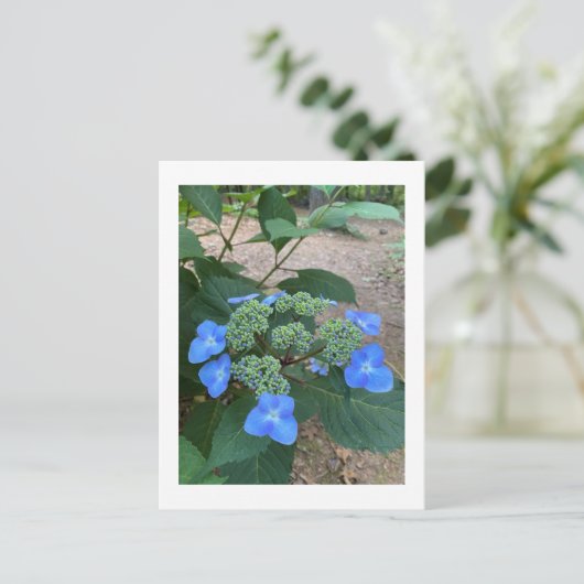 Intense Blue Lacecap Hydrangea Postkarte (Stehend Vorderseite)