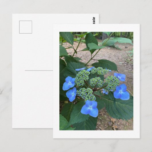 Intense Blue Lacecap Hydrangea Postkarte (Vorne/Hinten)