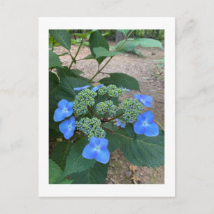 Intense Blue Lacecap Hydrangea Postkarte