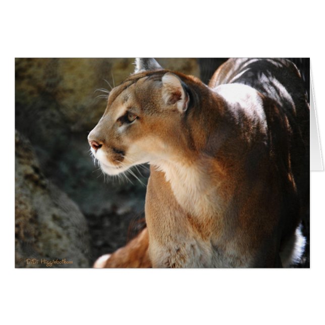 Intense Cougar (Vorderseite (Horizontal))
