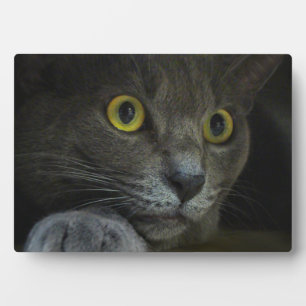 Intensität Foto Plaque Fotoplatte