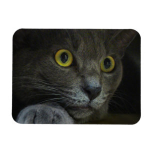 Intensitäts-flexibler Magnet