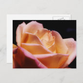 Intensiv farbige Gelbe Rose-Blume Postkarte (Vorne/Hinten)