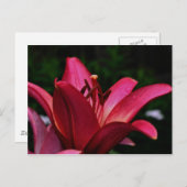 Intensiv Taglilie Blumenfotografie Postkarte (Vorne/Hinten)