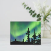 Intensive Aurora borealis über schwarze Fichtentai Postkarte (Stehend Vorderseite)