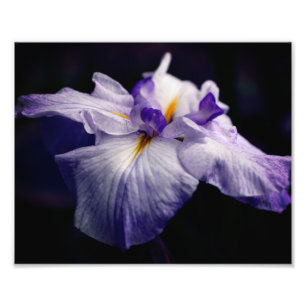 Intensive japanische Iris-Blume Nah bis 8x10 Fotodruck
