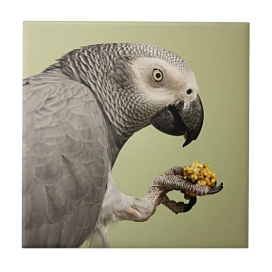 Intensive Kongo Afrikanischer Grau-Papagei-Snack Fliese (Vorderseite)