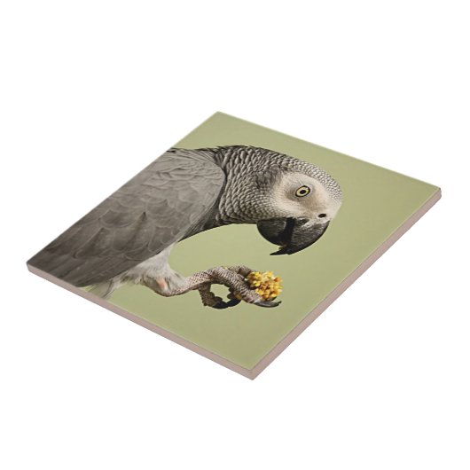 Intensive Kongo Afrikanischer Grau-Papagei-Snack Fliese (Seite)