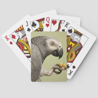 Intensive Kongo Afrikanischer Grauer Papagei Snack Spielkarten